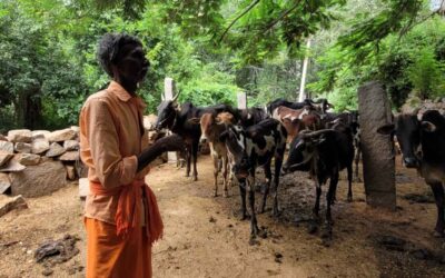Sheltering Sacred Cow: A Community Effort at Forest Sivan Temple (India)