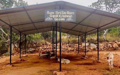 Spur of Love: A Safe Haven for Cows (shelter project completion)